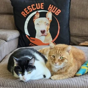 Albert & Simba