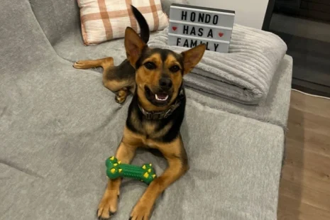 Hondo