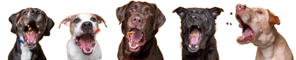 Raffle Dogs