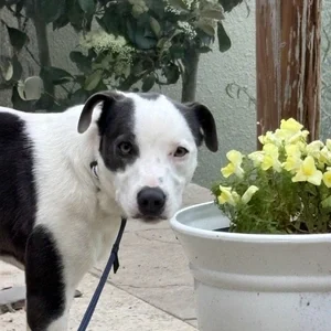 Shyloh