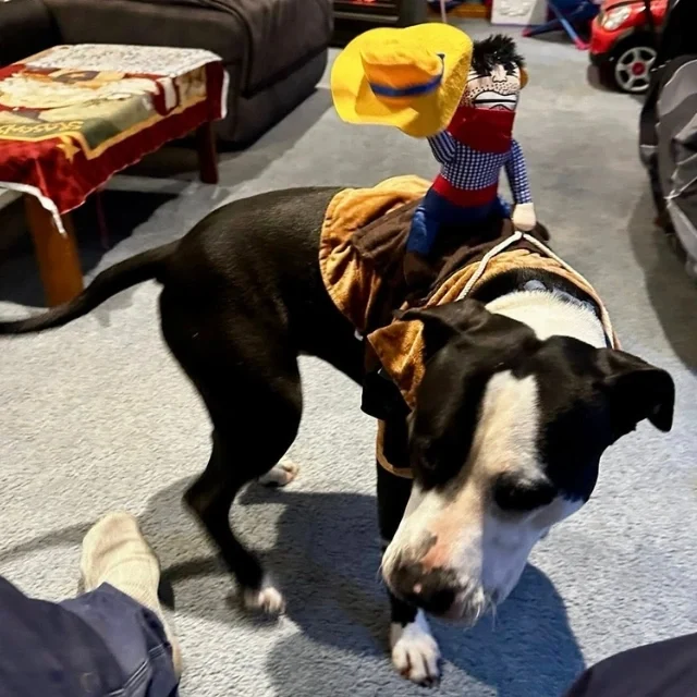 Tux 2