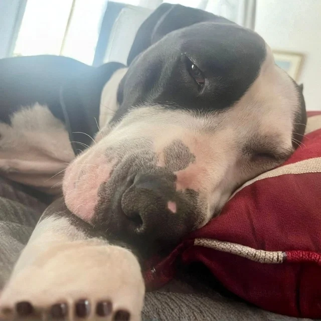 Tux 3
